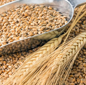 Пшеница фуражная. без пророста, сухая. Розница - 600руб/40кг.  опт от 2тонн   - 520 руб/40кг.